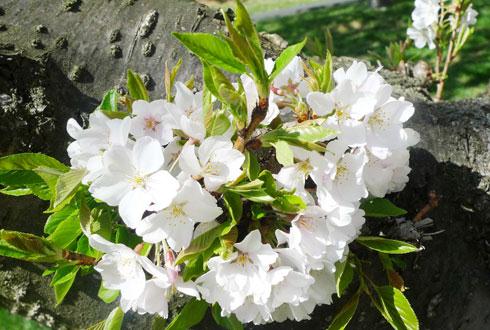 634580867374297769 Ngắm hoa anh đào tuyệt đẹp ở Washington DC