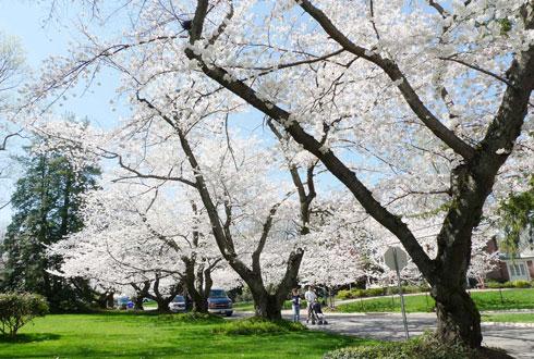 634580867405479552 Ngắm hoa anh đào tuyệt đẹp ở Washington DC