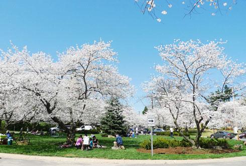 634580867419770370 Ngắm hoa anh đào tuyệt đẹp ở Washington DC