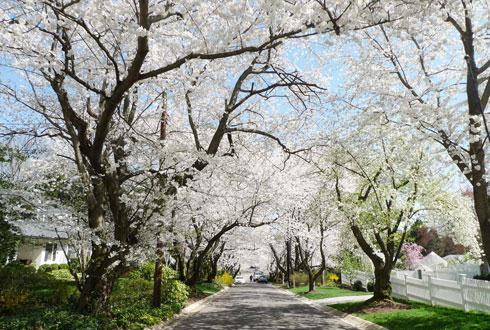 634580867464752942 Ngắm hoa anh đào tuyệt đẹp ở Washington DC