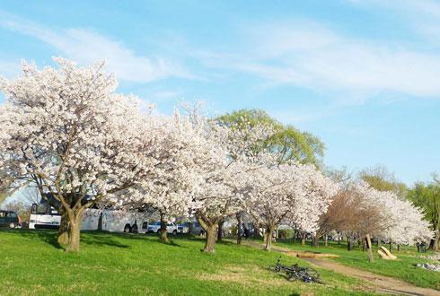 634580867478003700 Ngắm hoa anh đào tuyệt đẹp ở Washington DC