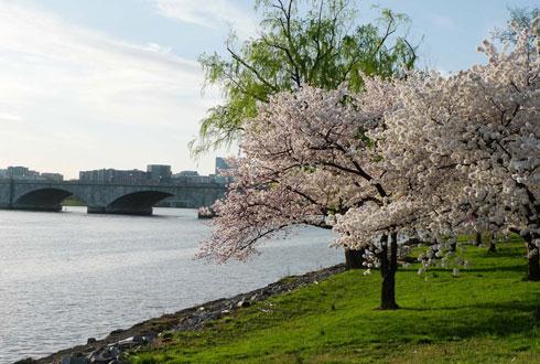 634580867520916155 Ngắm hoa anh đào tuyệt đẹp ở Washington DC