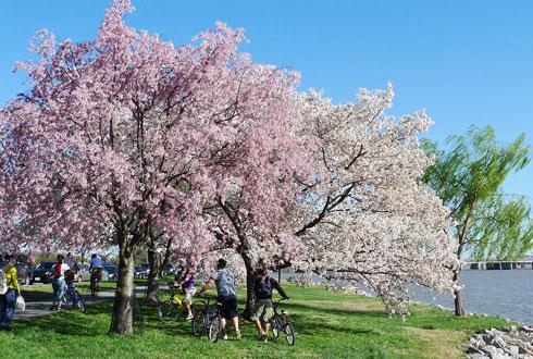 634580867538857181 Ngắm hoa anh đào tuyệt đẹp ở Washington DC