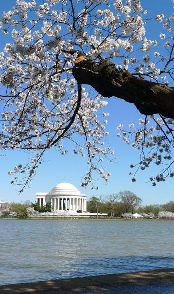 634580867559778378 Ngắm hoa anh đào tuyệt đẹp ở Washington DC