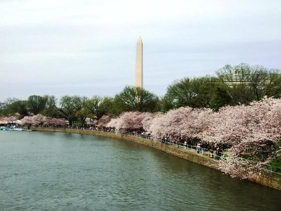 634580869083195512 Ngắm hoa anh đào tuyệt đẹp ở Washington DC
