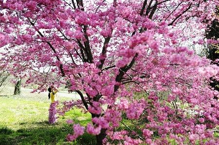 634677206151439480 Hoa anh đào tuyệt đẹp ở Washington DC 