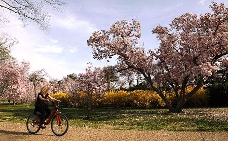 634677206181859534 Hoa anh đào tuyệt đẹp ở Washington DC 