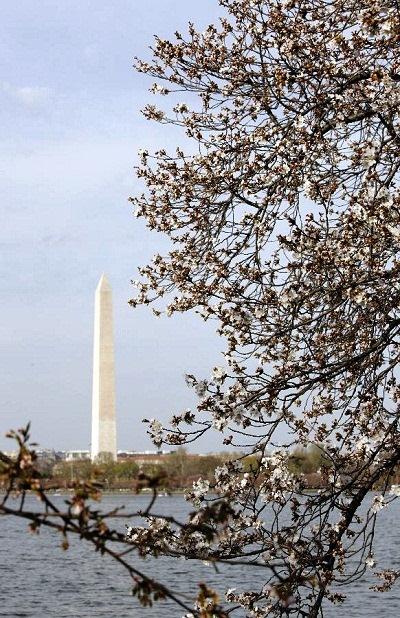 634677206189191546 Hoa anh đào tuyệt đẹp ở Washington DC 