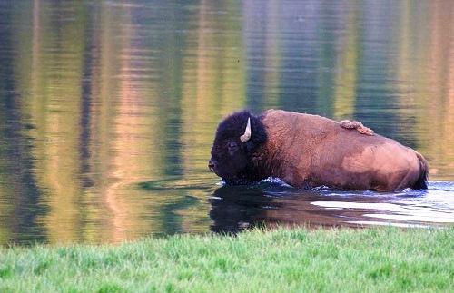 634824087402840000 Hình ảnh đẹp ở vườn quốc gia Yellowstone 