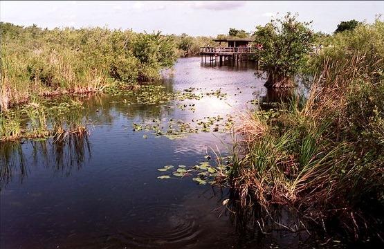 Hình ảnh đẹp ở vườn quốc gia Everglades 634824100814030000 Hình ảnh đẹp ở vườn quốc gia Everglades