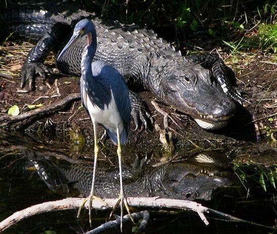 634824100840380000 Hình ảnh đẹp ở vườn quốc gia Everglades