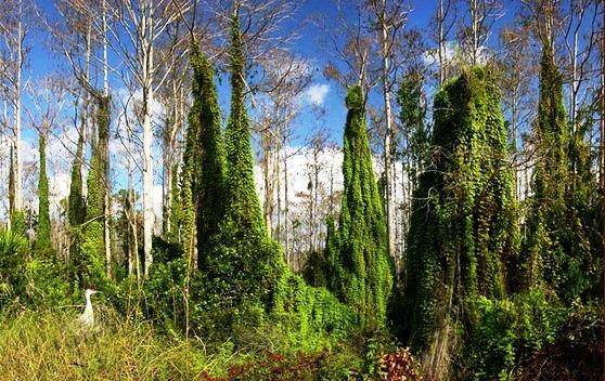 634824100848160000 Hình ảnh đẹp ở vườn quốc gia Everglades