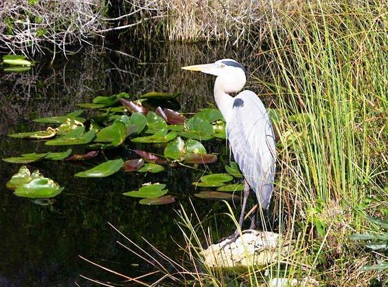 634824108313340000 Hình ảnh đẹp ở vườn quốc gia Everglades