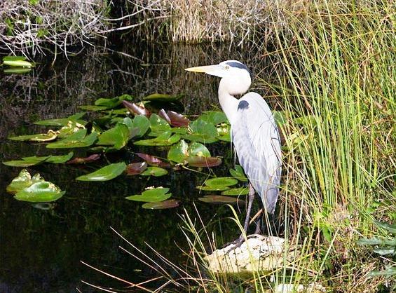Hình ảnh đẹp ở vườn quốc gia Everglades 634824108313340000 Hình ảnh đẹp ở vườn quốc gia Everglades