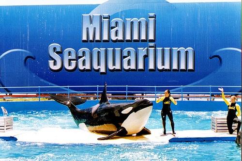 Giới thiệu về thủy cung Miami 634866425012150000 Giới thiệu về thủy cung Miami