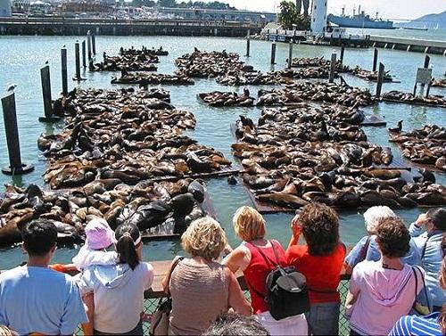 634868274238390000 Pier 39 (Cầu tàu 39) độc đáo ở San Francisco