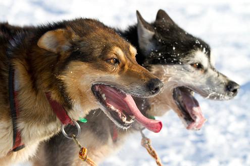 634898459989550000 Giải đua chó kéo xe trượt tuyết Iditarod ở bang Alaska (Mỹ)