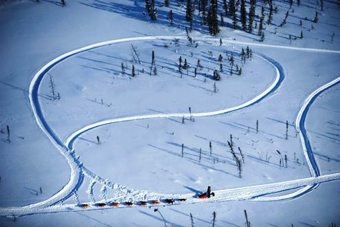 634898459994290000 Giải đua chó kéo xe trượt tuyết Iditarod ở bang Alaska (Mỹ)