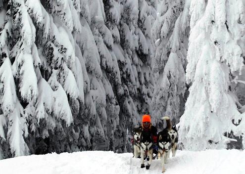 634898623362620000 Khoảng khắc đẹp cuộc đua chó Iditarod 2012 tại Alaska