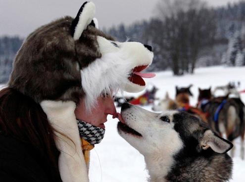 634898623367510000 Khoảng khắc đẹp cuộc đua chó Iditarod 2012 tại Alaska