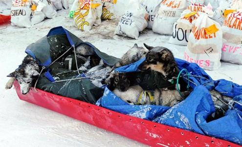 634898623381530000 Khoảng khắc đẹp cuộc đua chó Iditarod 2012 tại Alaska