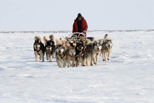 634898635900890000 Giống chó Alaskan Malamute miền Bắc Cực (Alaska, USA) 