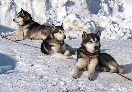 634898635905410000 Giống chó Alaskan Malamute miền Bắc Cực (Alaska, USA) 