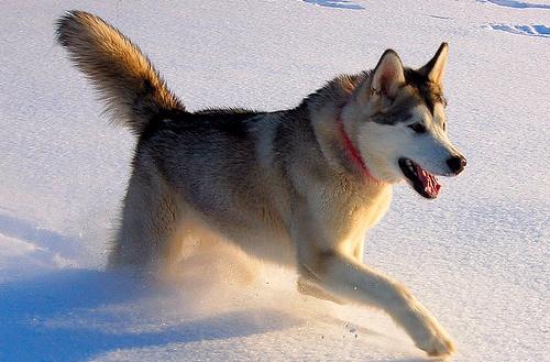 634898637121960000 Giống chó Alaskan Malamute miền Bắc Cực (Alaska, USA) 