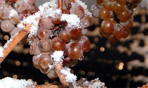 634899836628310000 Rượu Vang Đá (Ice wine) tại thung lũng Napa