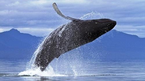 634903935481510000 Vẻ đẹp cá voi lưng gù ở Alaska
