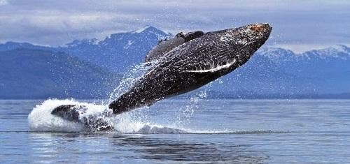 634903935495190000 Vẻ đẹp cá voi lưng gù ở Alaska