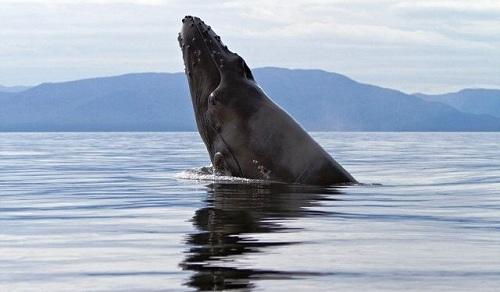 634903935519920000 Vẻ đẹp cá voi lưng gù ở Alaska