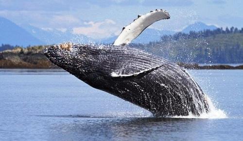 Vẻ đẹp cá voi lưng gù ở Alaska 634903935534730000 Vẻ đẹp cá voi lưng gù ở Alaska