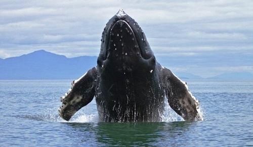 634903935548540000 Vẻ đẹp cá voi lưng gù ở Alaska