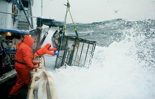Nghề bắt cua biển ở Alaska Nghề hái ra tiền 634903996547280000 Nghề bắt cua biển ở Alaska Nghề hái ra tiền