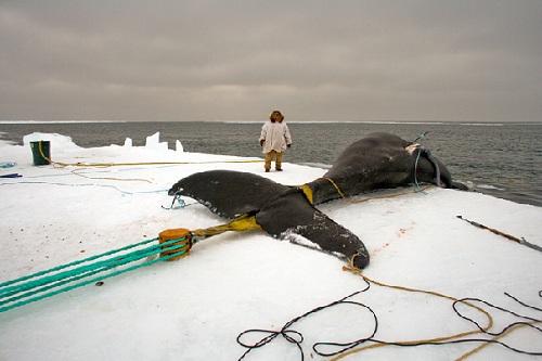 634904893754710000 Mùa săn bắt cá voi kinh khủng của người Eskimo