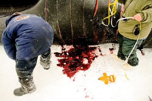 634904893815400000 Mùa săn bắt cá voi kinh khủng của người Eskimo