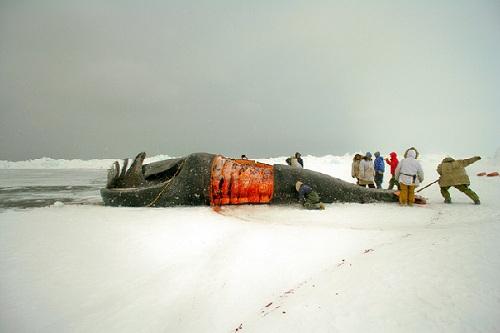 634904893950320000 Mùa săn bắt cá voi kinh khủng của người Eskimo