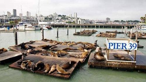 Cảnh đẹp thơ mộng San Francisco 634904905374780000 Cảnh đẹp thơ mộng San Francisco