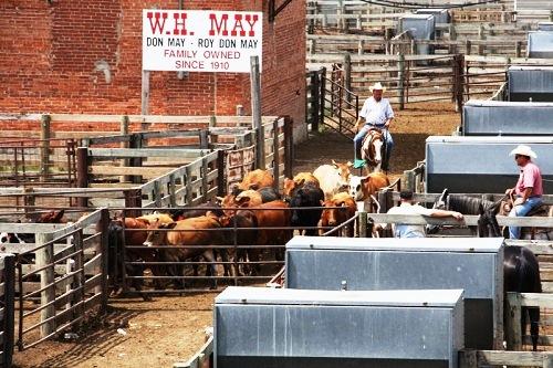 634914098951260000 Chợ truyền thống Stockyards nhộn nhịp ở Oklahoma 