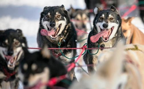 634994778881180265 Giải đua chó   Iditarod Trail Sled Dog Race 2013 tại Alaska.