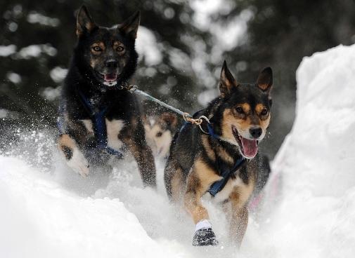 634994779085923020 Giải đua chó   Iditarod Trail Sled Dog Race 2013 tại Alaska.