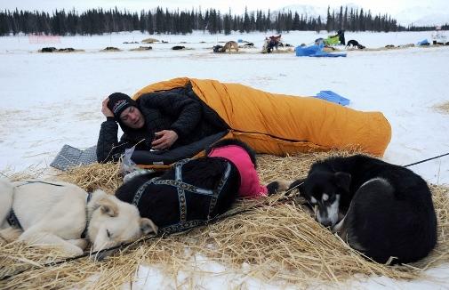 634994779114866480 Giải đua chó   Iditarod Trail Sled Dog Race 2013 tại Alaska.