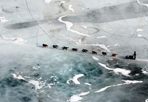 634994779193113425 Giải đua chó   Iditarod Trail Sled Dog Race 2013 tại Alaska.