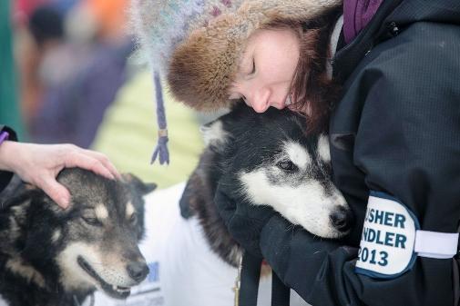 634994779218199710 Giải đua chó   Iditarod Trail Sled Dog Race 2013 tại Alaska.