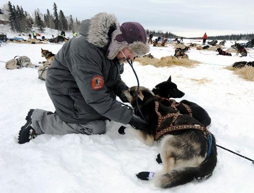 634994779245863955 Giải đua chó   Iditarod Trail Sled Dog Race 2013 tại Alaska.