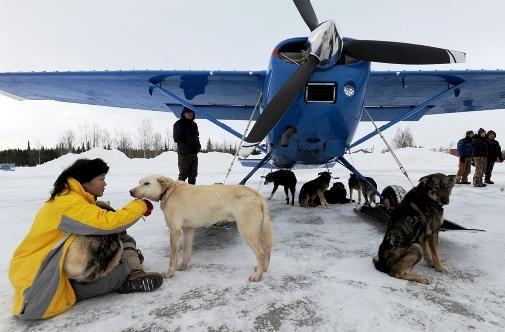 634994779327089225 Giải đua chó   Iditarod Trail Sled Dog Race 2013 tại Alaska.