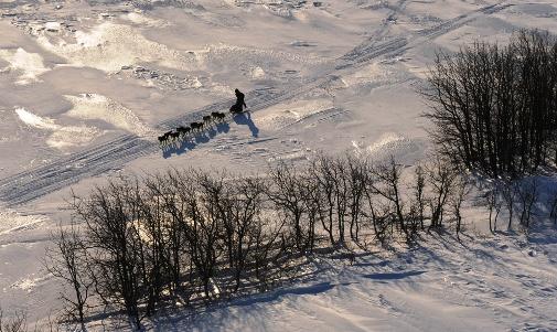 634994779681607550 Giải đua chó   Iditarod Trail Sled Dog Race 2013 tại Alaska.