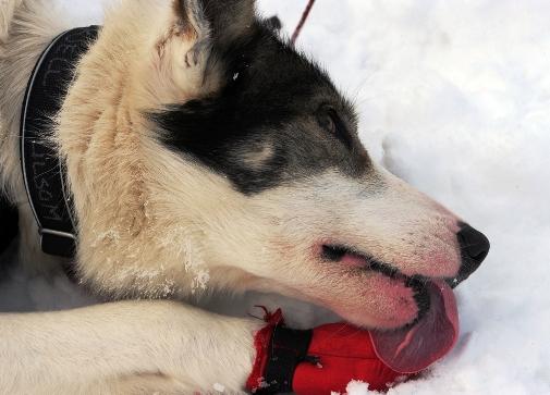 634994779796649015 Giải đua chó   Iditarod Trail Sled Dog Race 2013 tại Alaska.