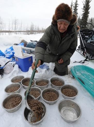 634994780136031590 Giải đua chó   Iditarod Trail Sled Dog Race 2013 tại Alaska.